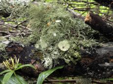 Usnea-florida_Азиш-Тау